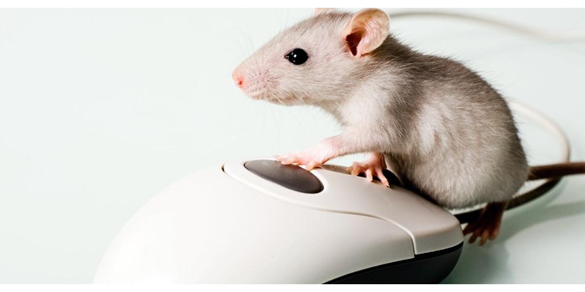 Mouse: conheça a história desse acessório de computador